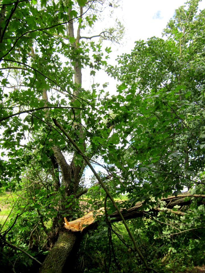 20130623Silberweide Altlussheim1