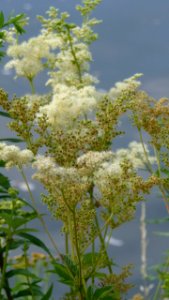 20130722Filipendula ulmaria2