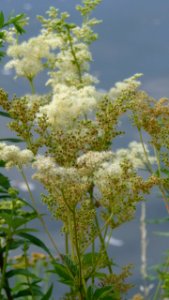 20130722Filipendula ulmaria2 photo