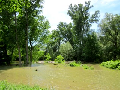 20130602Rheinhochwasser Altlussheim09