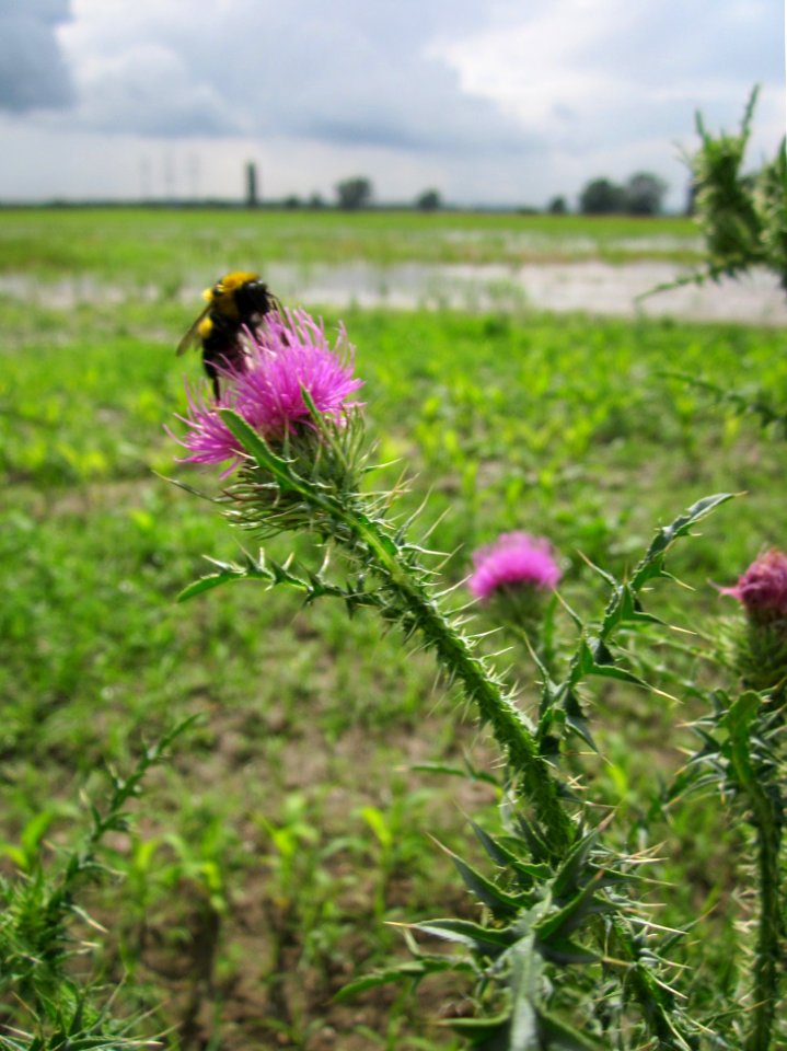 20130625Wegdistel Hockenheim