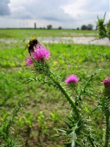 20130625Wegdistel Hockenheim