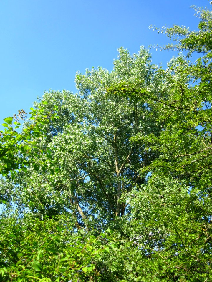 20130721Populus tremula2
