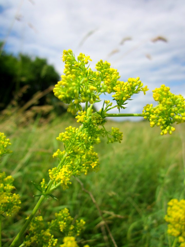 20130623Galium verum2