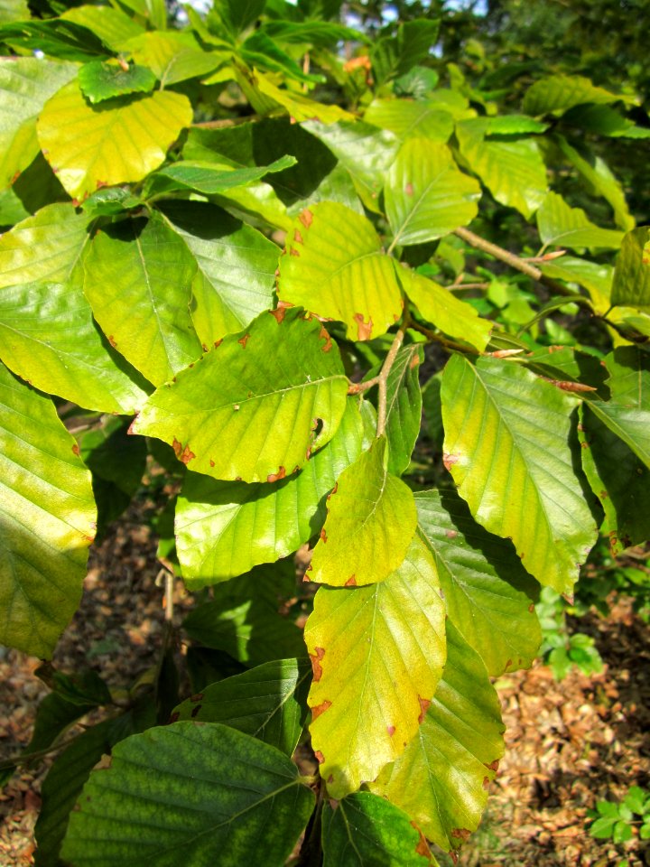 20130803Fagus sylvativa09