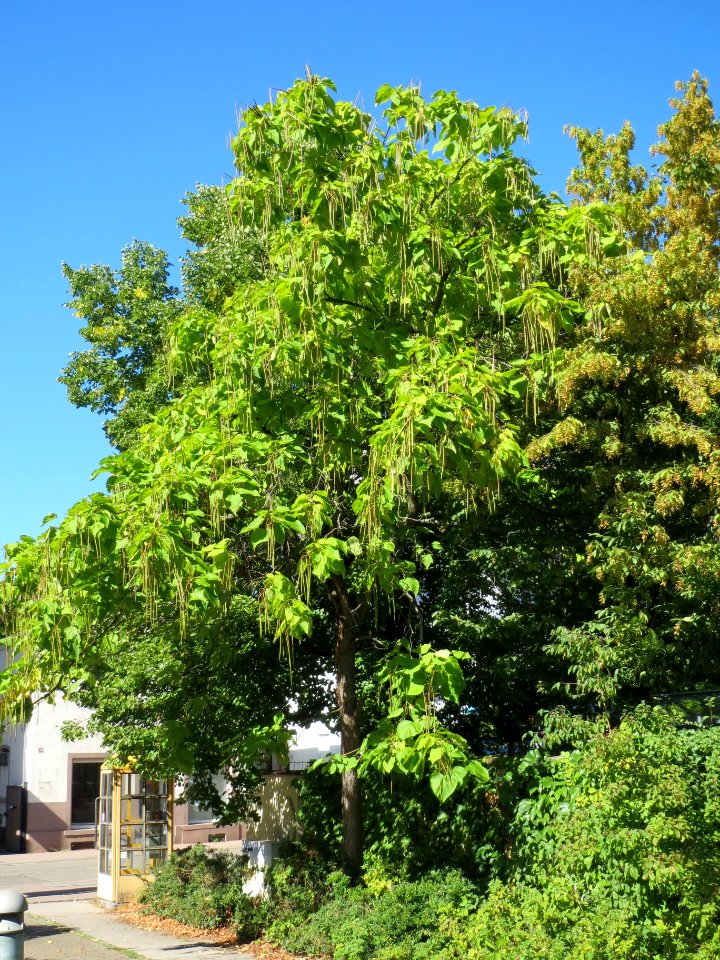20130905Catalpa bignonioides1