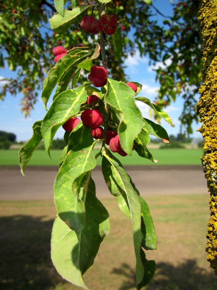 20120903Euonymus europaeus2
