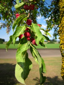 20120903Euonymus europaeus2