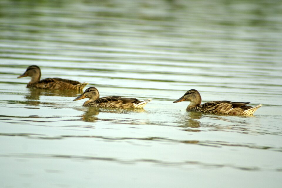 Duck water pond