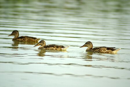 Duck water pond photo