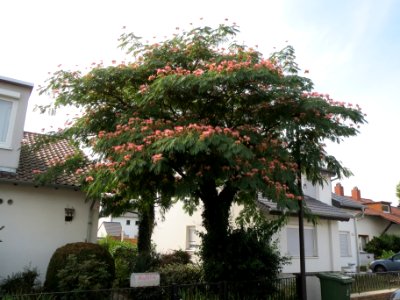20130822Albizia julibrissin1
