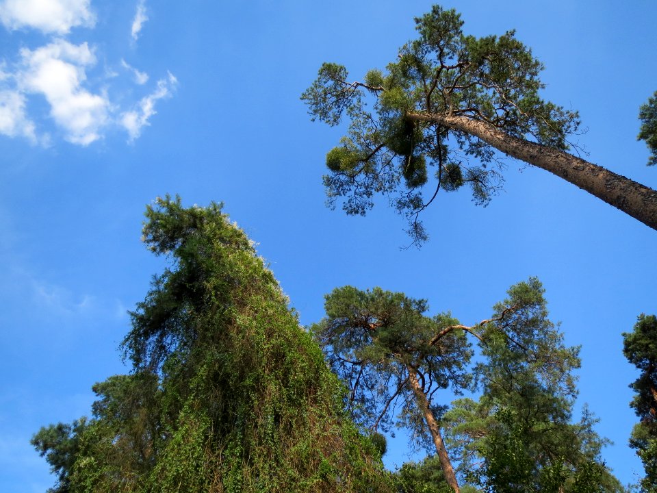 20130821Fallopia baldschuanica1