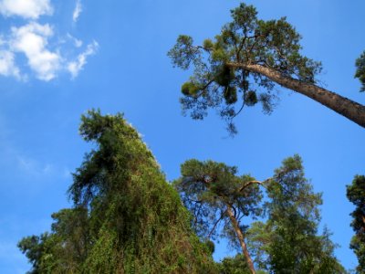 20130821Fallopia baldschuanica1