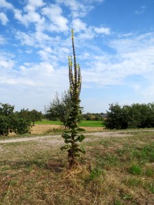 20130823Verbascum thapsus