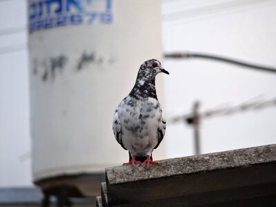 Bird gray dash