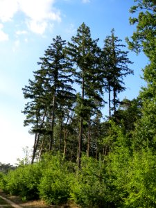 20130821Douglasie15