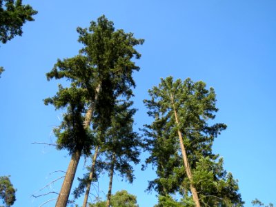 20130821Douglasie17