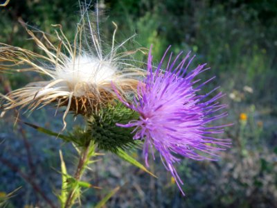 20130904Cirsium vulgare1