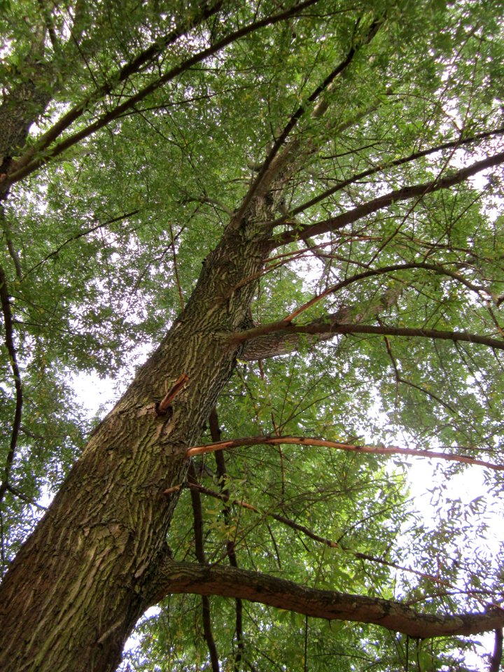 20120828Silberweide Saarbruecken4
