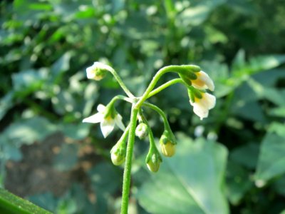 20130820Solanum nigrum2