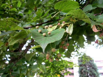 20120828Linde Staden3