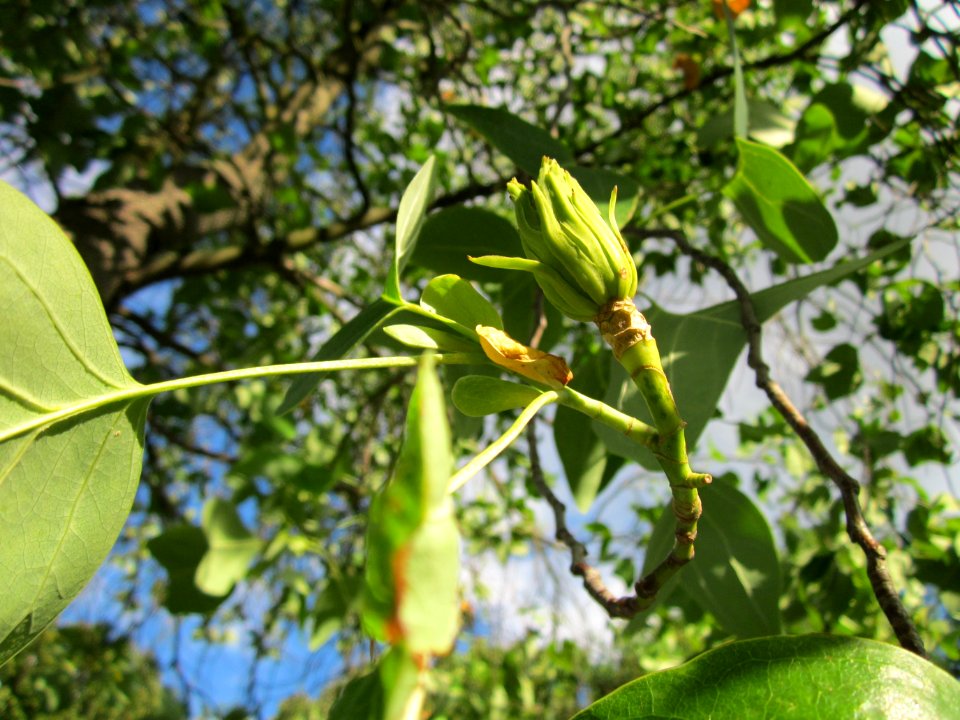 20130731Tulpenbaum Speyer5
