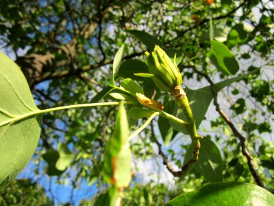 20130731Tulpenbaum Speyer5