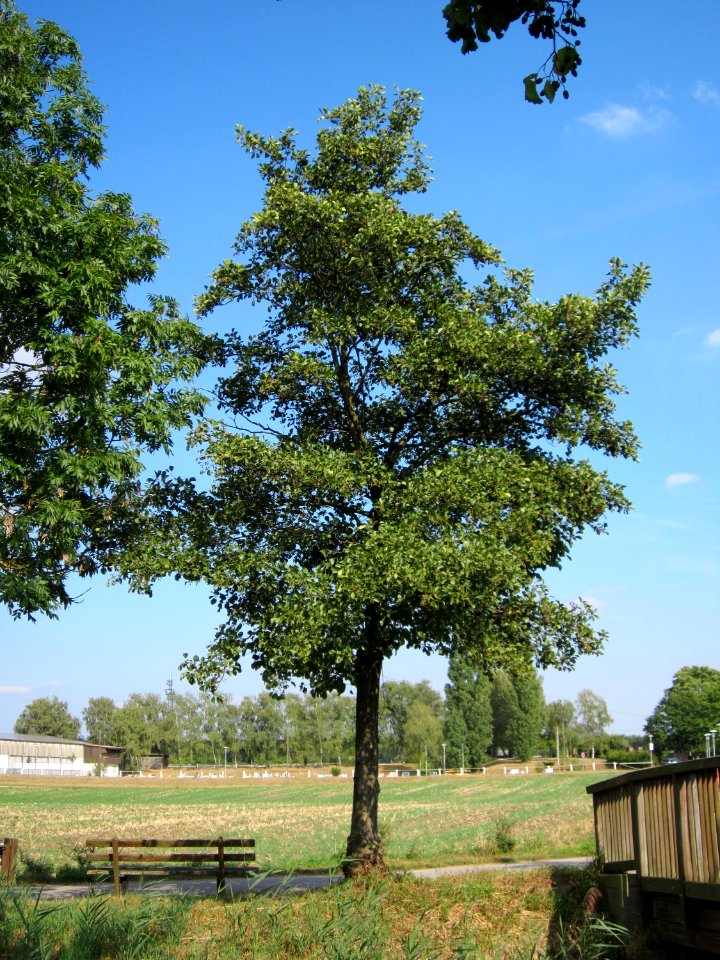 20120904Alnus glutinosa08
