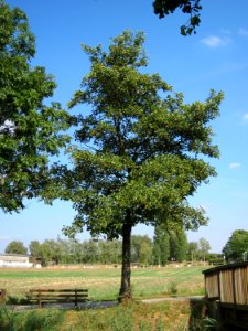 20120904Alnus glutinosa08