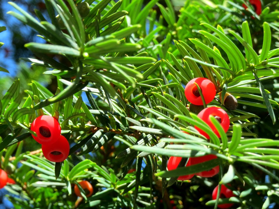 20130903Taxus baccata6