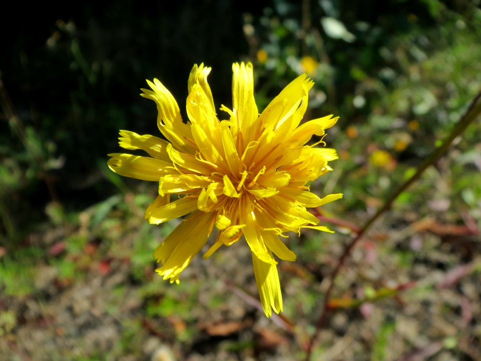 20130904Picris hieracioides2