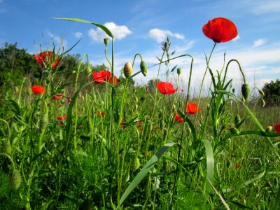 20130528Klatschmohn Reilingen07