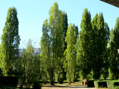 20130903Populus x canadensis