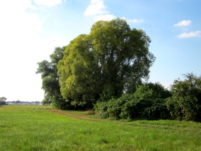 20120904Salix alba06