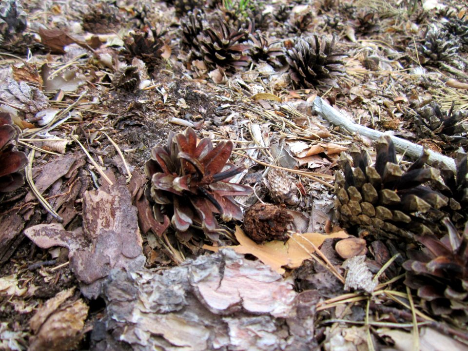 20130803Pinus sylvestris4