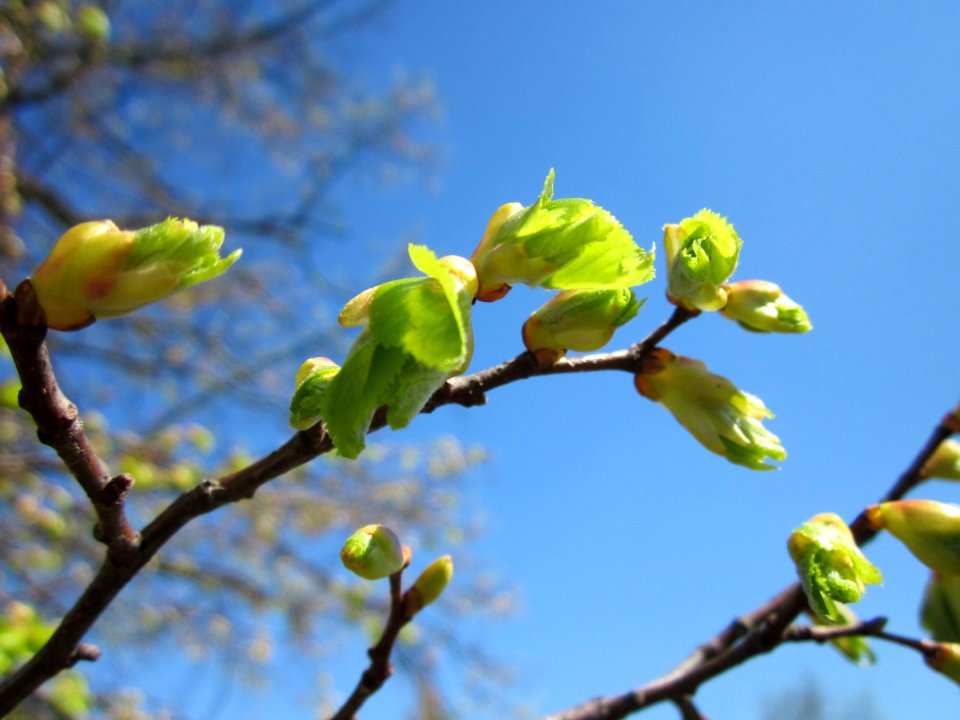 20130424Linde Hockenheim2