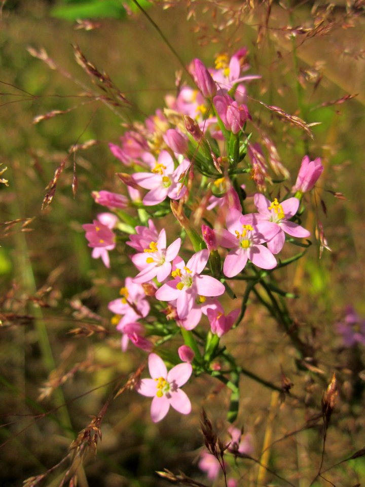 20130721Tausendguldenkraut St Arnual5