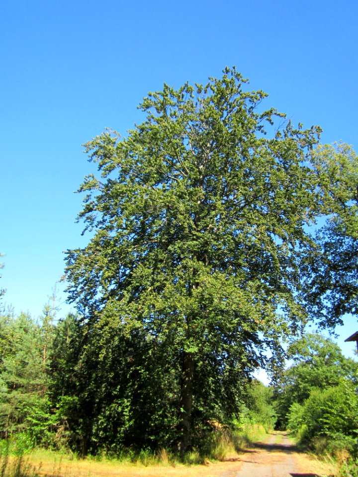 20130801Buche Schwetzinger Hardt1