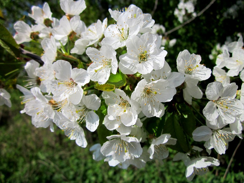 20130424Kirsche Hockenheim7