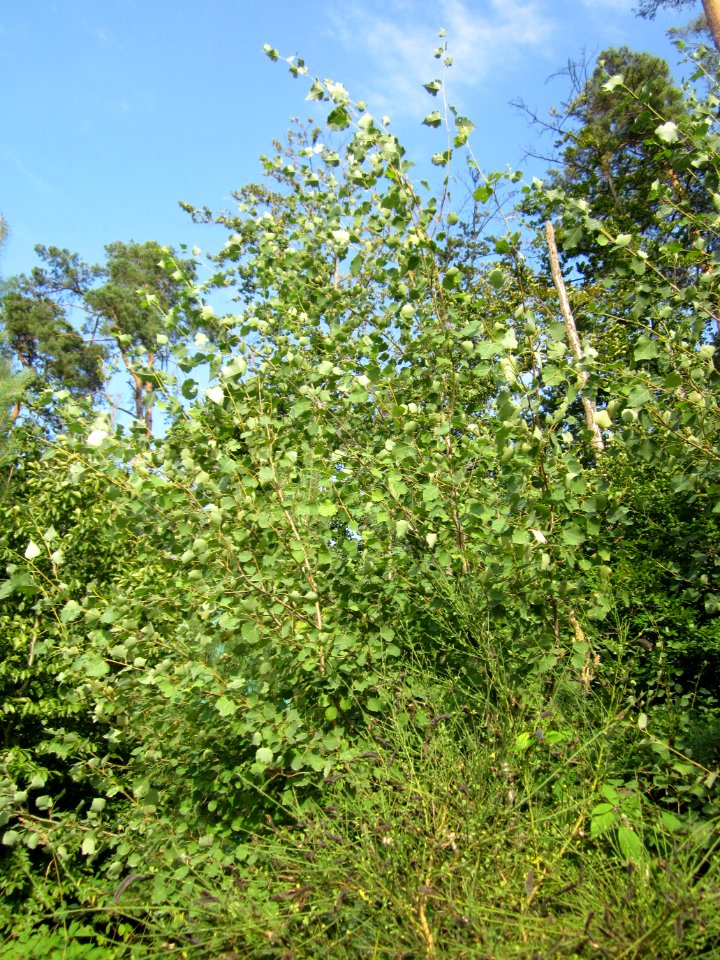 20130803Populus tremula1