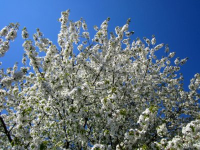 20130424Kirsche Hockenheim6