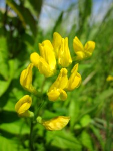 20130602Lathyrus pratensis3