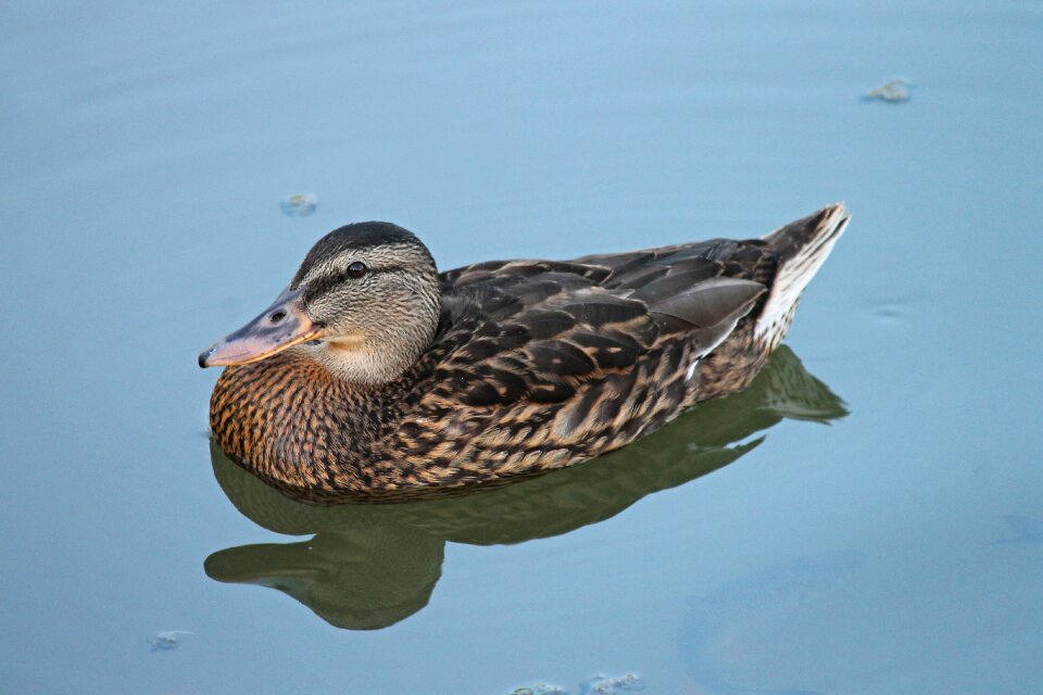 Water bird duck bird bird