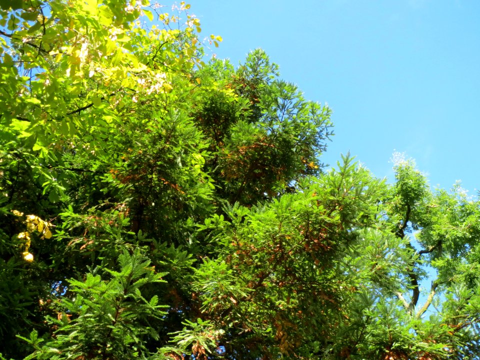 20130910Metasequoia glyptostroboides3