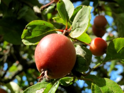 20130909Zierapfel Schwetzingen5