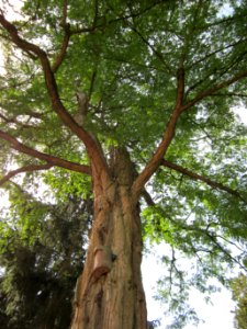 20120821Robinie Friedhof Hockenheim2