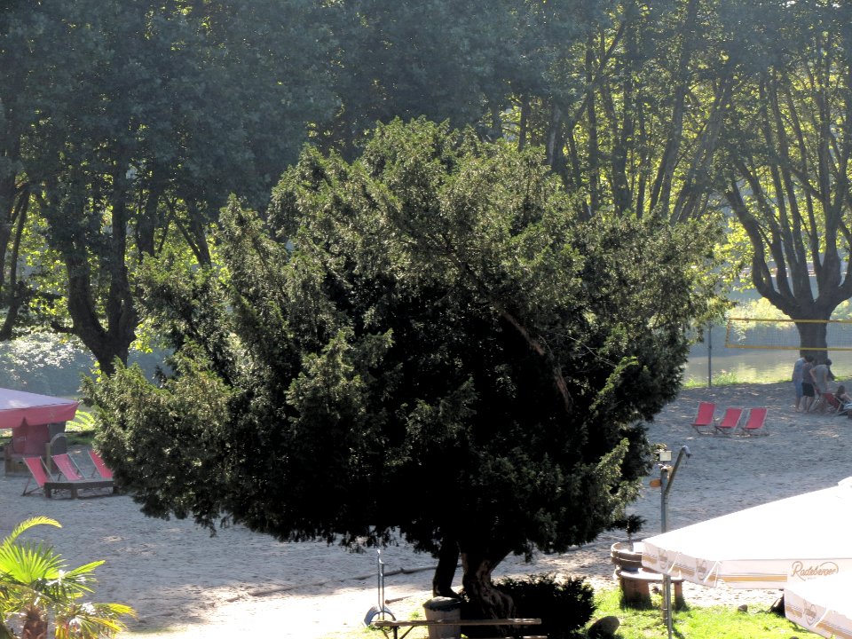 20130903Taxus baccata1