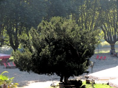 20130903Taxus baccata1