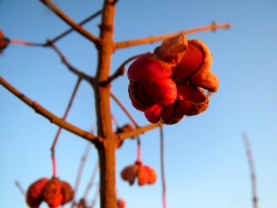 20131220Pfaffenhuetchen2