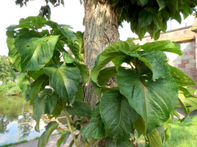 20130830Catalpa bignonioides3
